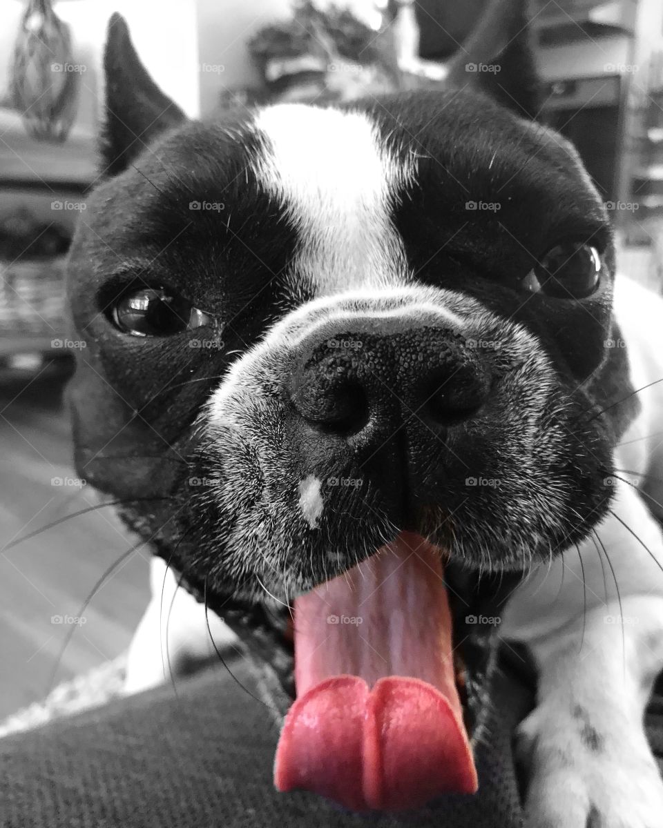 Funny puppy dog photo. Close up photo, black & white French Bulldog with tongue out. 