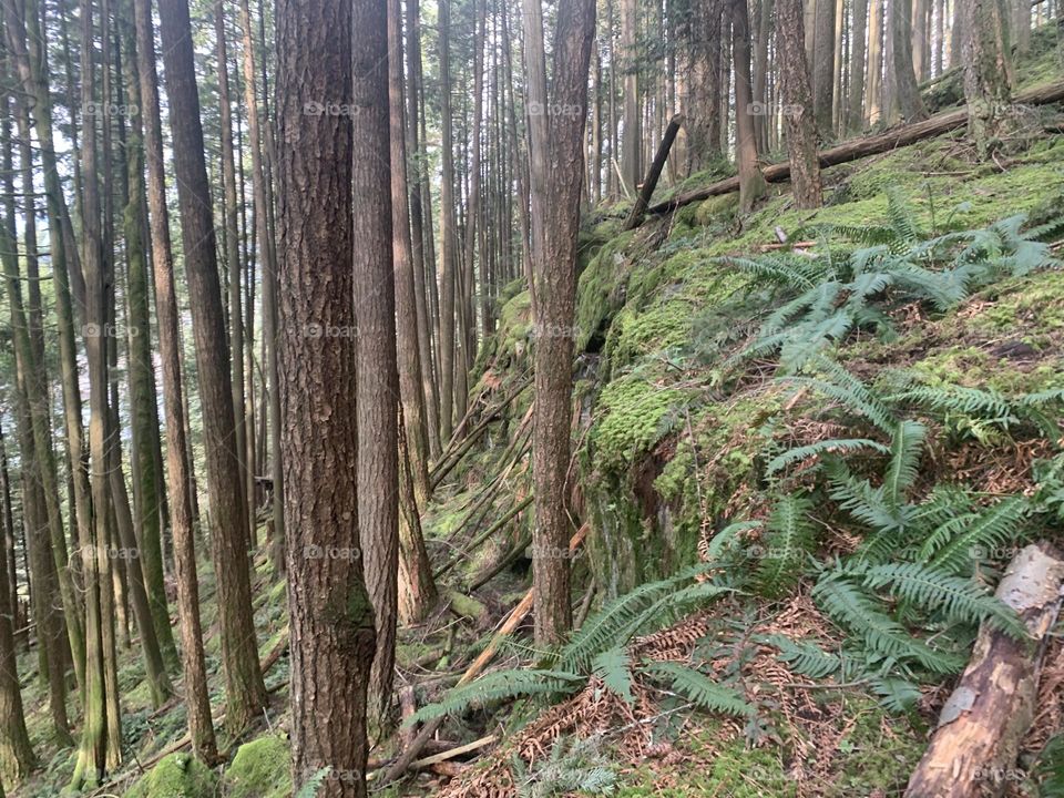 Ferns and coniferous trees growing on the slope of a mountain 