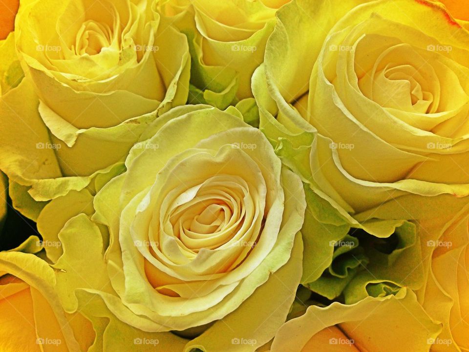 Yellow rose bouquet