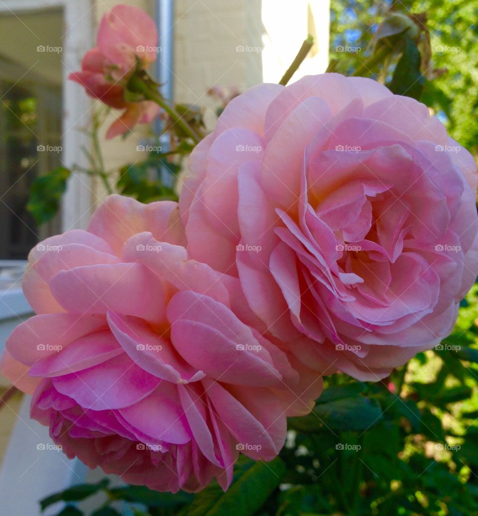 Rose. Sunset in the garden