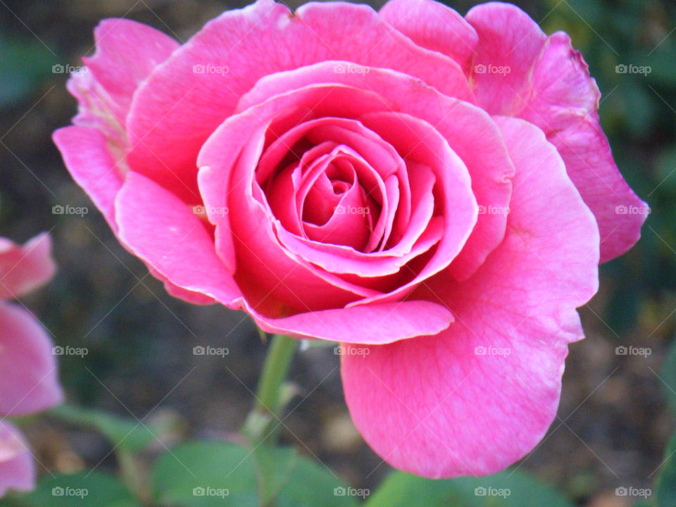 garden pink flower rose by dixieyankee