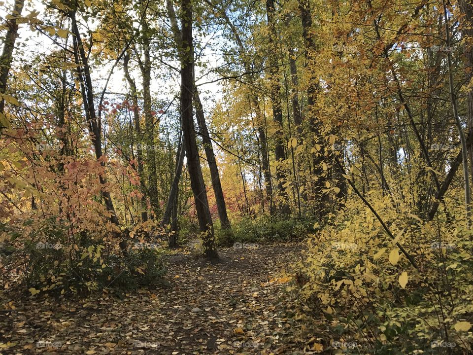 Autumn in Canada! Beautiful! 