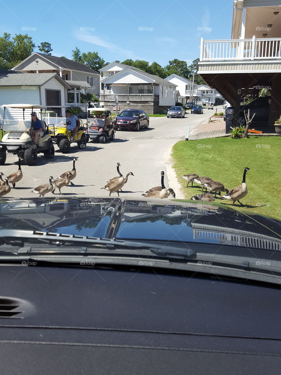 geese crossing