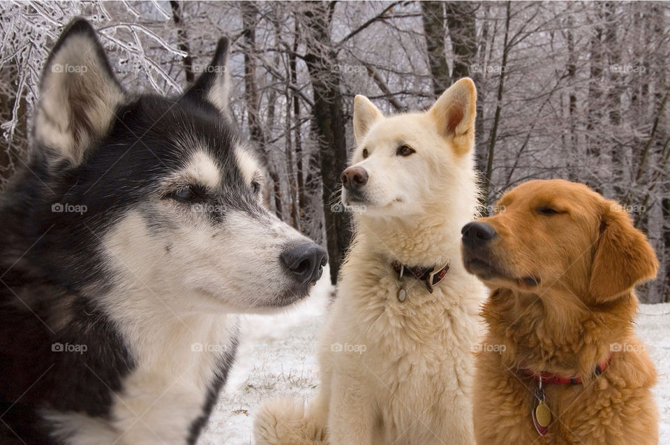 A husky a German Shepherd wolf and a golden retriever pose for the