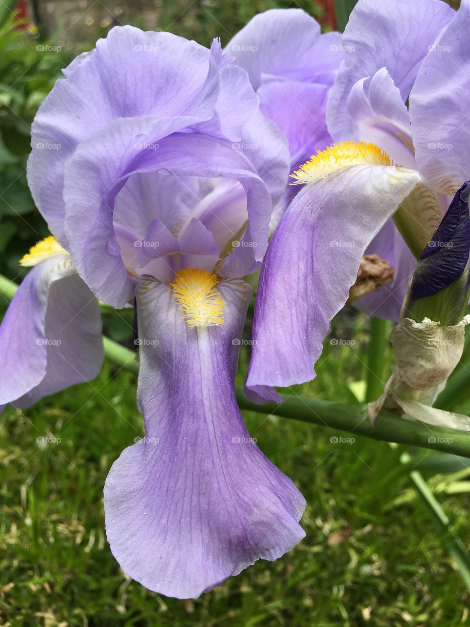Light purple iris