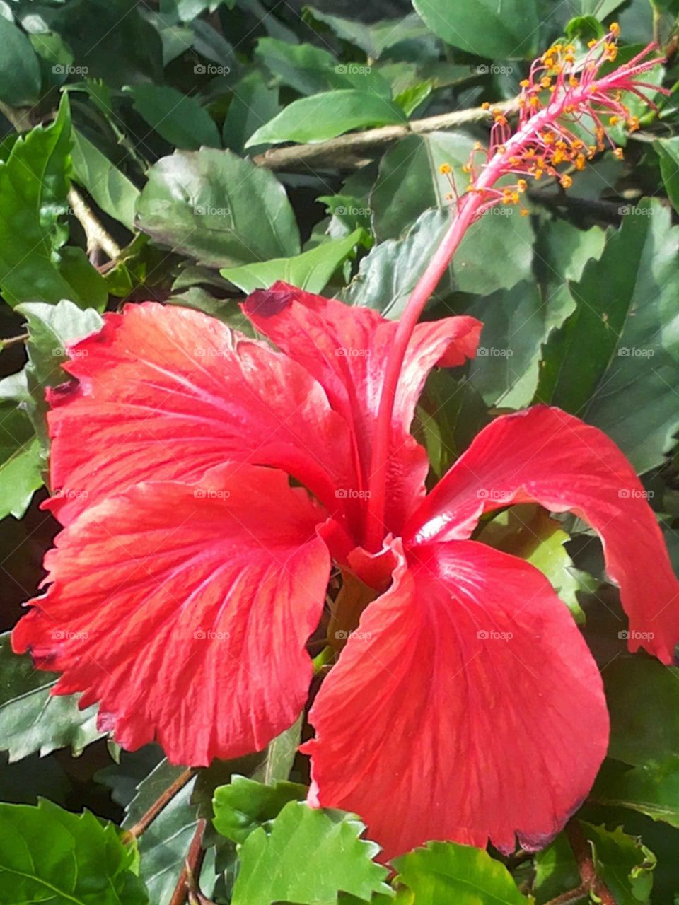 Awesome Hibiscus Flower