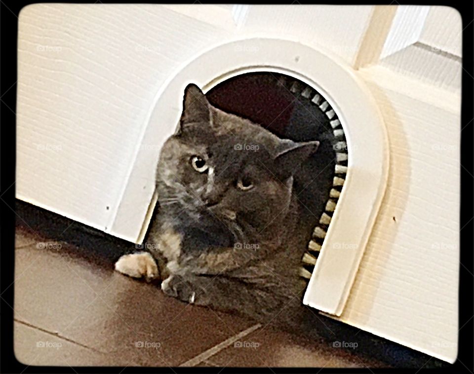 Smug kitty looking through hole in door. 