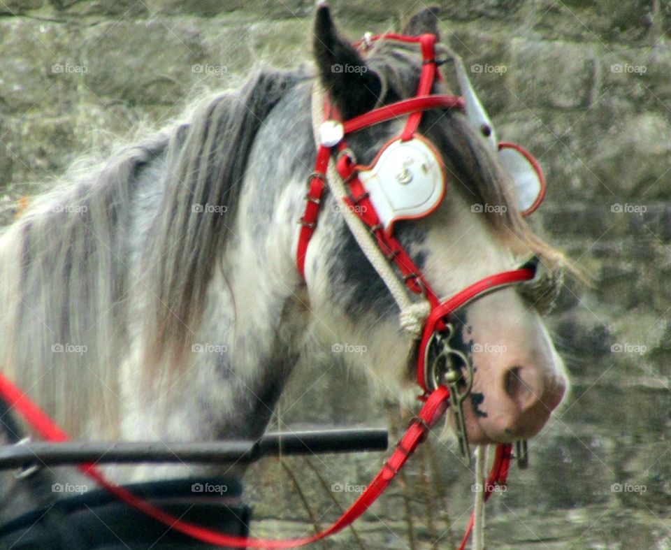 Red reins