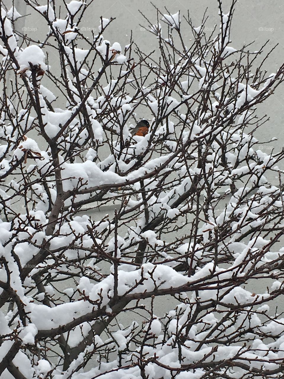 Robin in winter