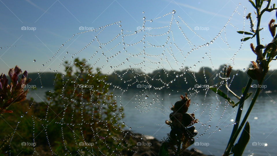 Sonne hinterm Spinnennetz