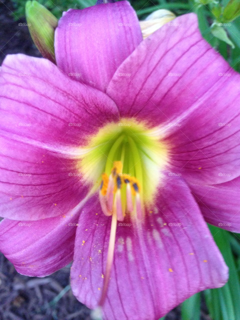 Pretty in pink. Pink spring flower