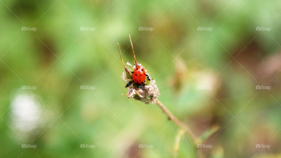 Lady bug