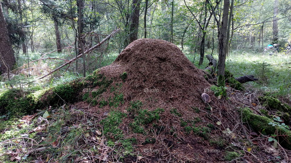 Ameisenhaufen, anthill