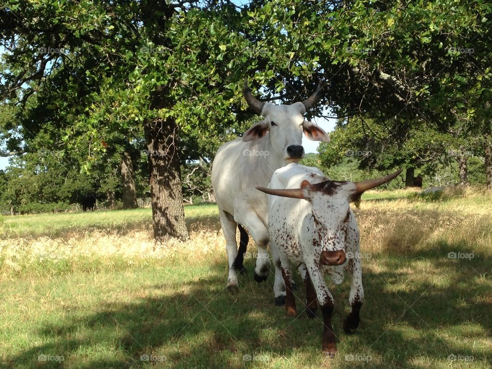 Two white cows ready for action