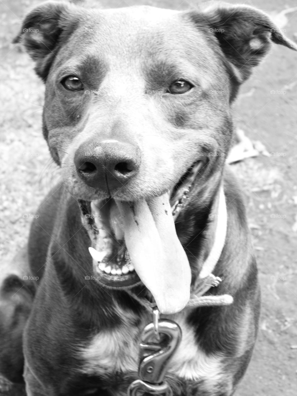 Smiling dog in grey scale.