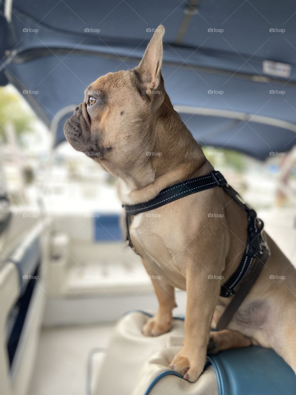 Blue fawn French Bulldog loves boat rides! 
