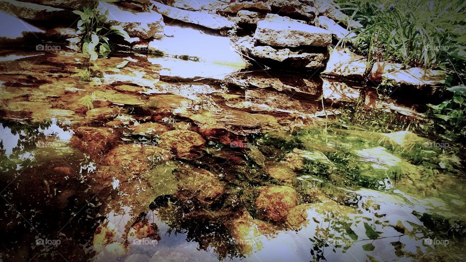 upon the water. the pond in my home