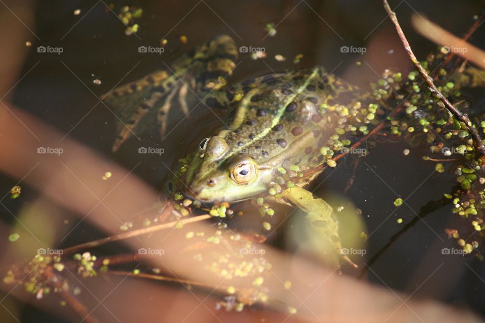 This green frog looks as if it is escaping from the light.