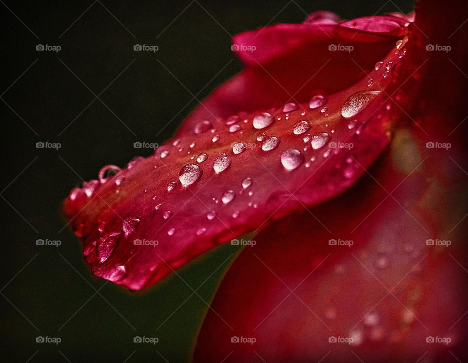 Floral photography - dew drops on the flower petals 