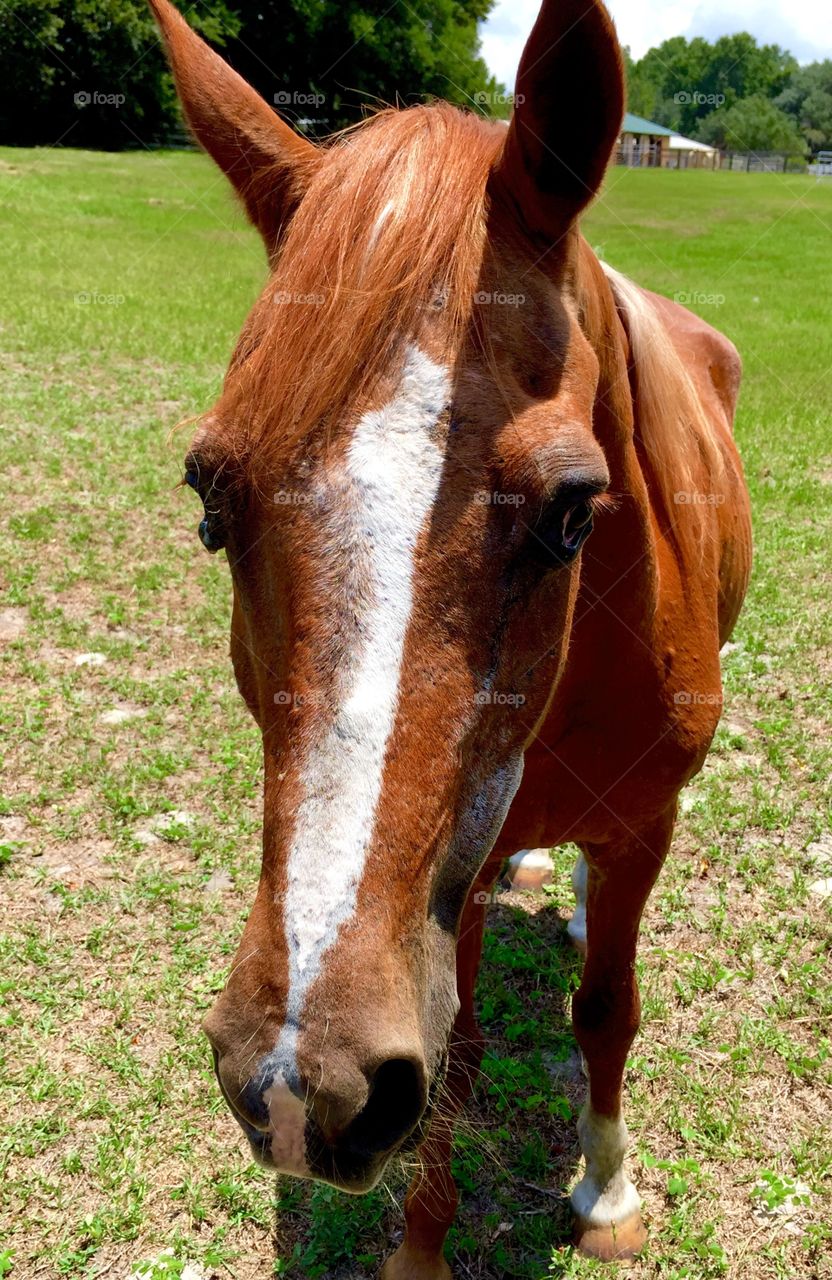 Horse's Face. One of many farms in Ocala that has a horse. This one just came up to me to say hi.  
