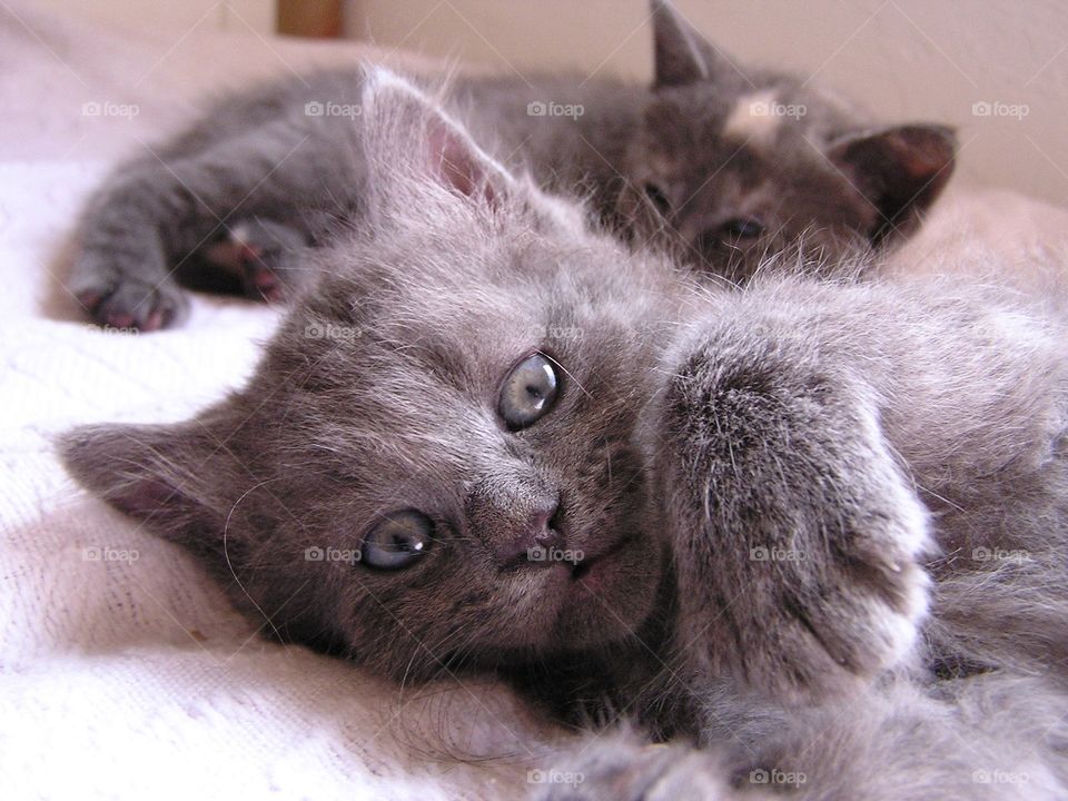 Gray Kitten. Kitten waiting for adoption 