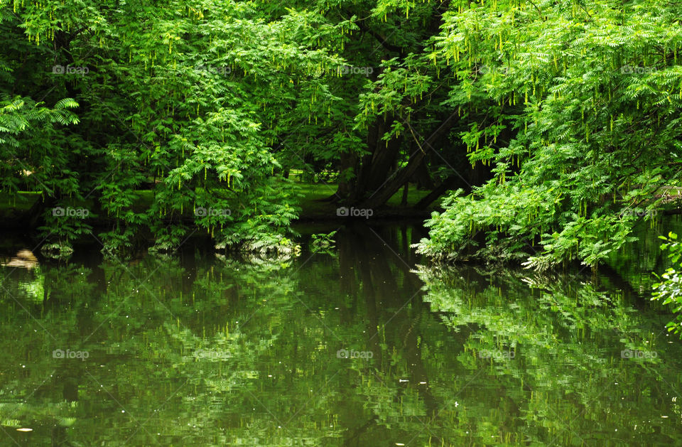 green park and green reflections in the lake