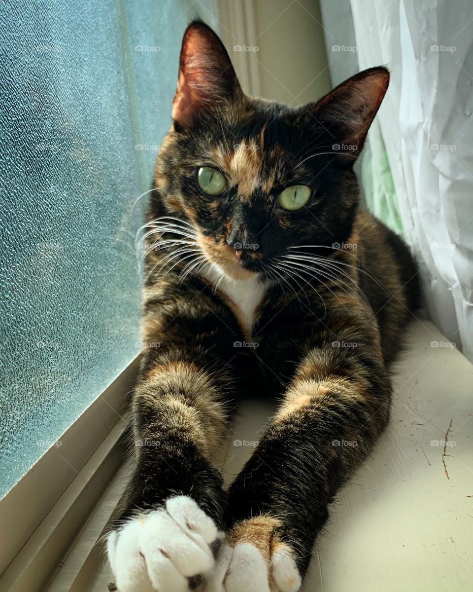 Sweet Itty Bit enjoying the beautiful sunshine in her favorite window! 
