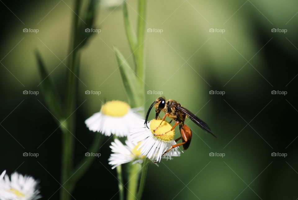 Great Golden Digger Wasp 