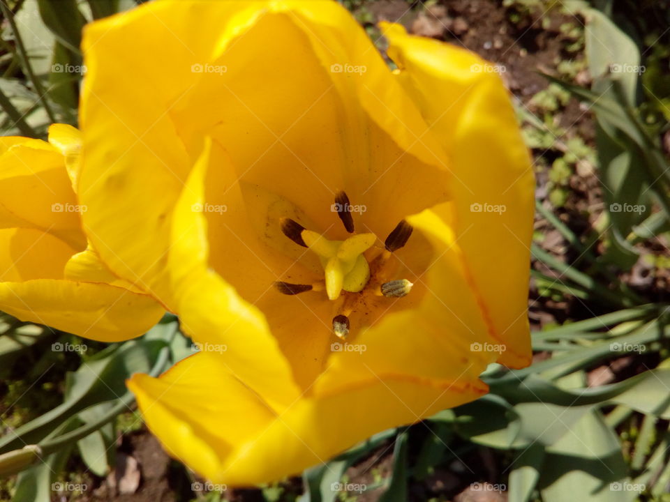 yellow tulip macro