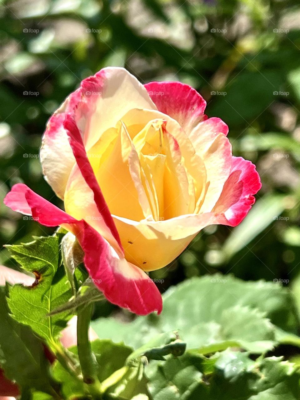 The rose is rightfully considered the favorite among flowers. The sophistication of a bud, an exquisite aroma, femininity and strength at the same time.