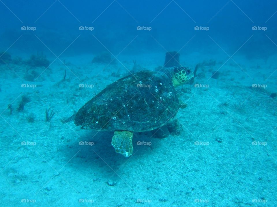 Big daddy turtle. One of the larger turtles off key Marathon Florida