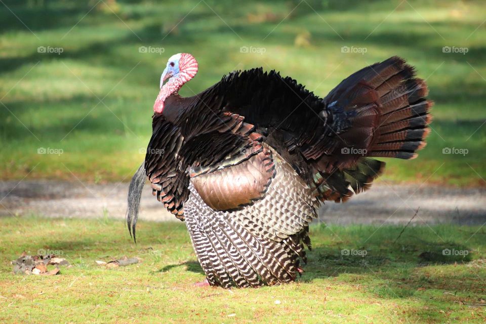 Wild turkey in northern Ohio, USA