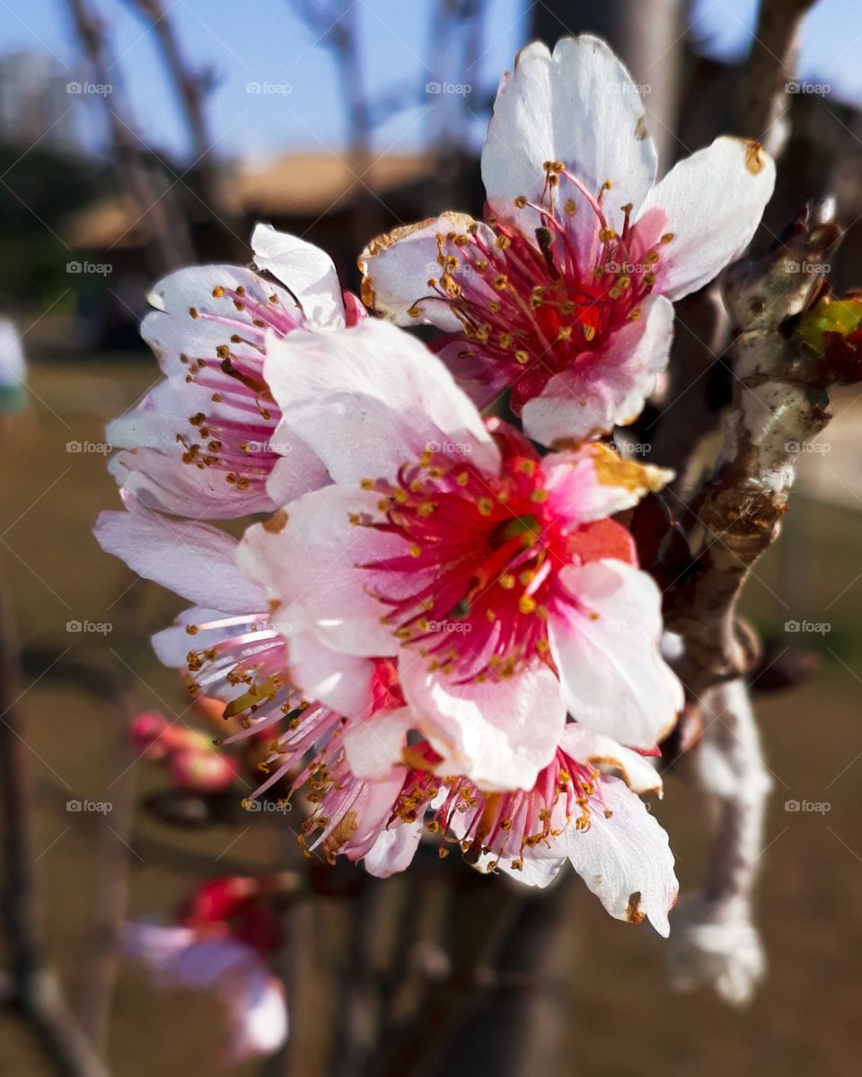 flor de cerejeira Sakura