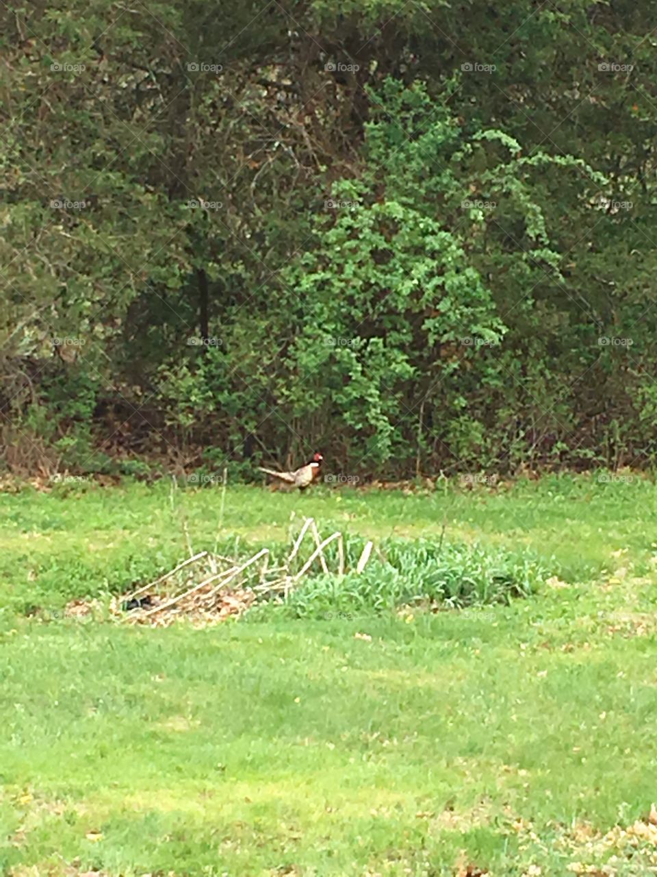 Our backyard neighbor, me. Pheasant 