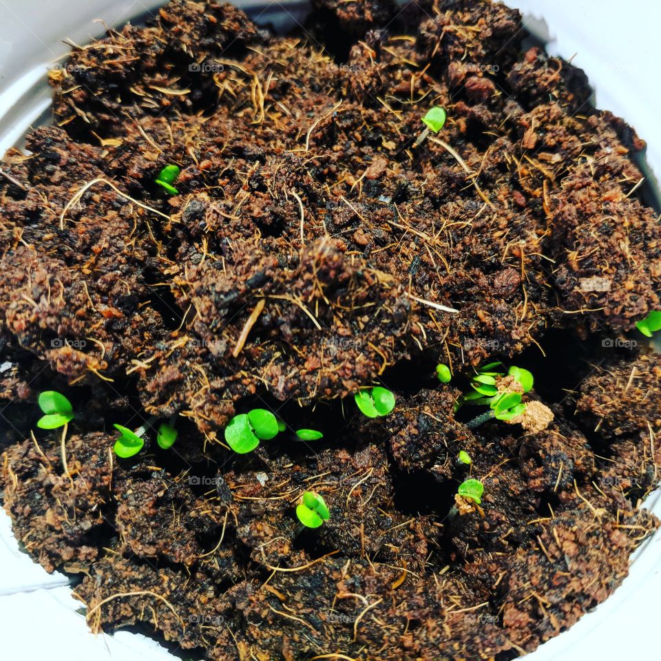 Sprouting basil
