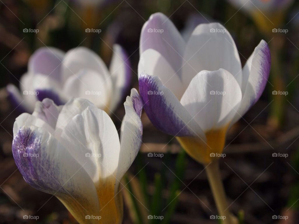 spring flowers sunlight crocus by toraand