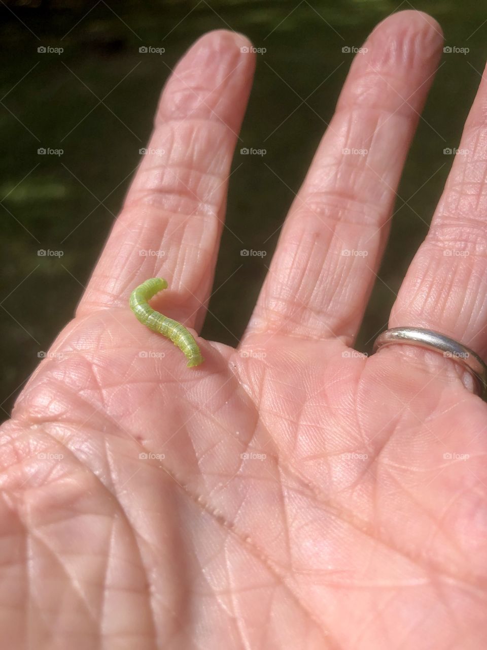 Tiny green inchworm on human hand 