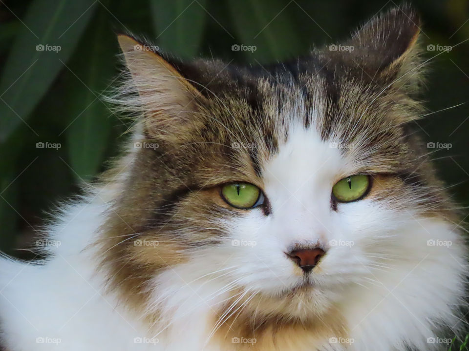 Fluffy cat closeup.