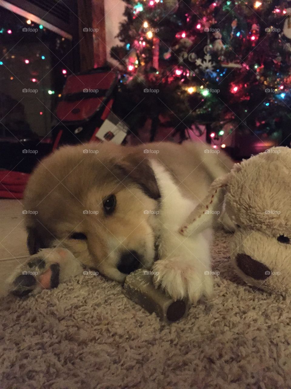 No stuffed puppy you can not have my bone!