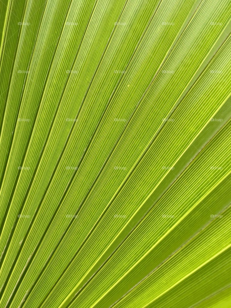 Green palm three lines