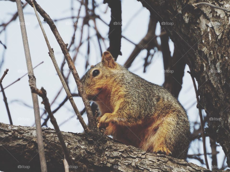 Squirrel in a tree