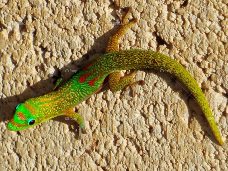 Gold dust day gecko "phelsuma laticauda". Gecko hanging out