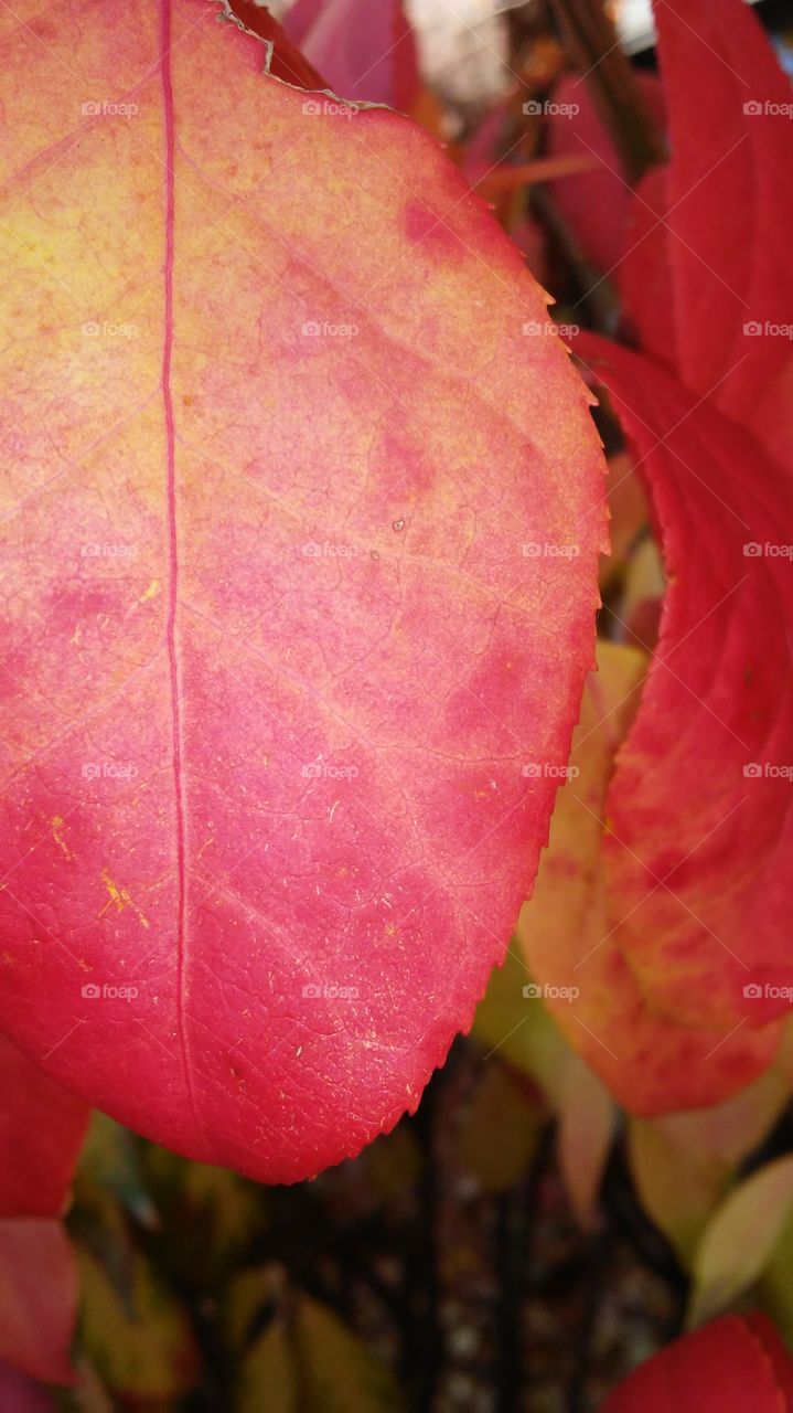 Leaf, Fall, Nature, Flora, Color