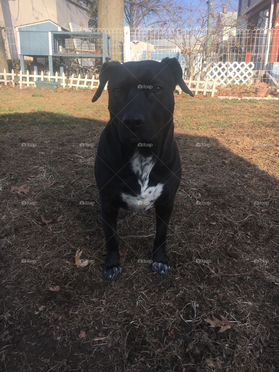 Dog (kayla) standing outside on grass