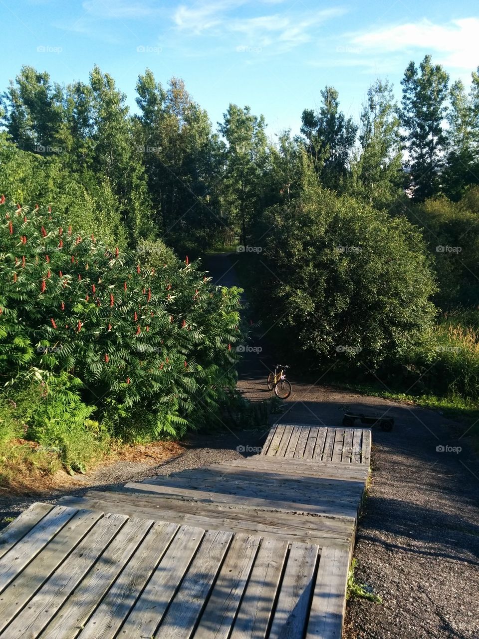 woods path into the woods