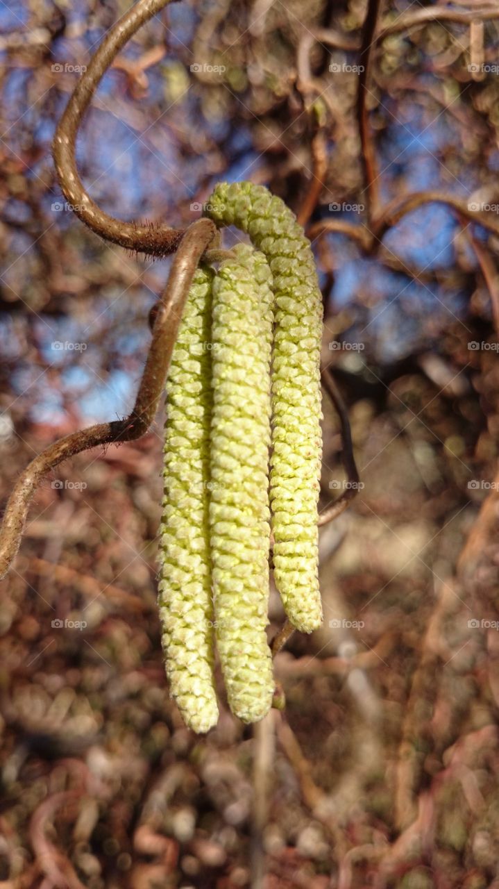 Hazel catkins