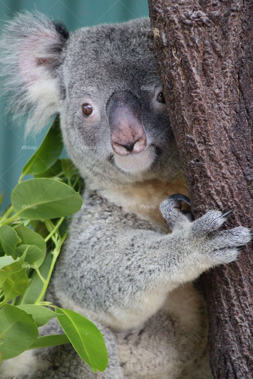 Koala in tree