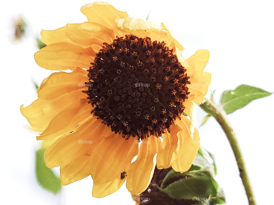 Wilted dying sunflower on a white African dust sky day