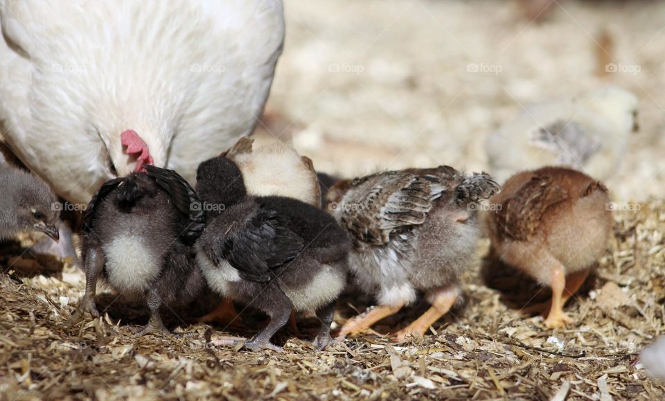 Chicks gathered around mother hen learning to forage for food.