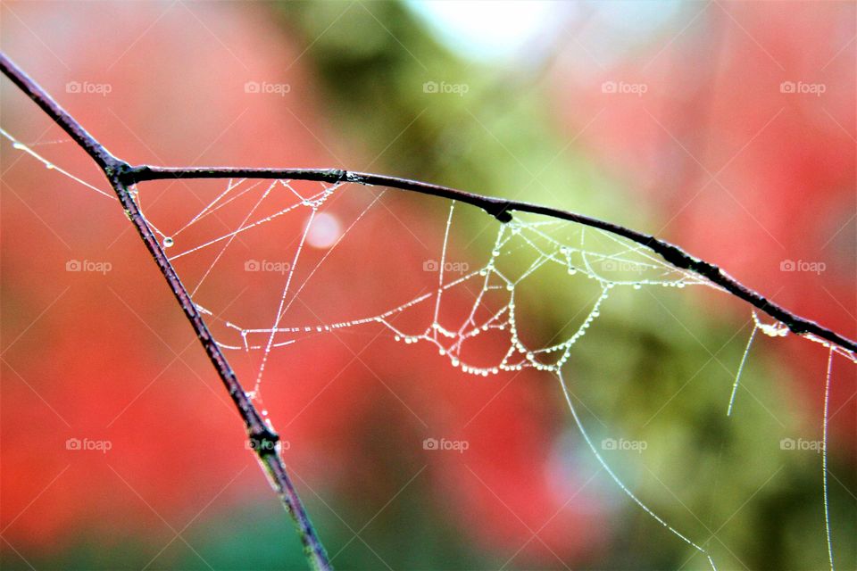 branch adorned with spiderweb strands and dew.